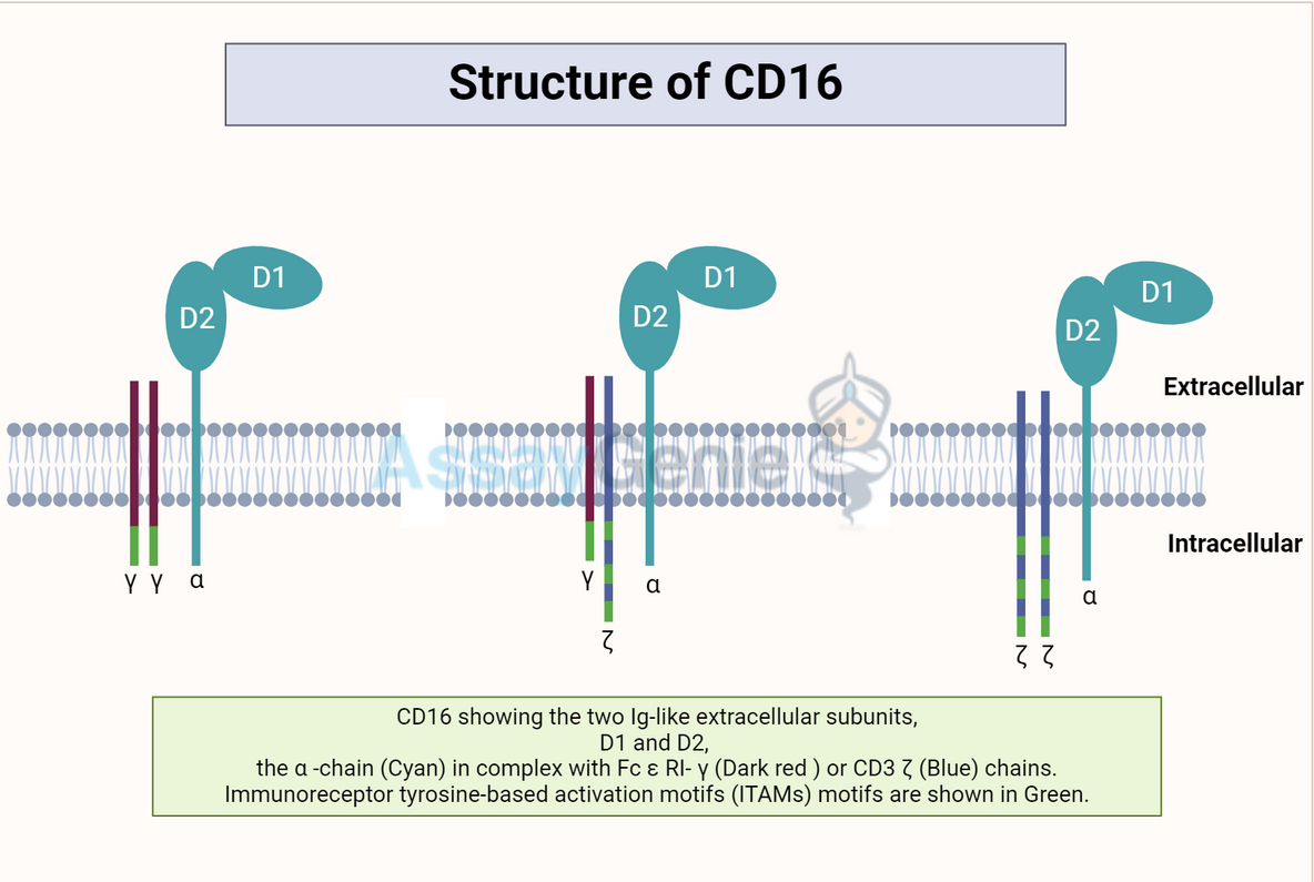 Understanding CD16: A Comprehensive Overview