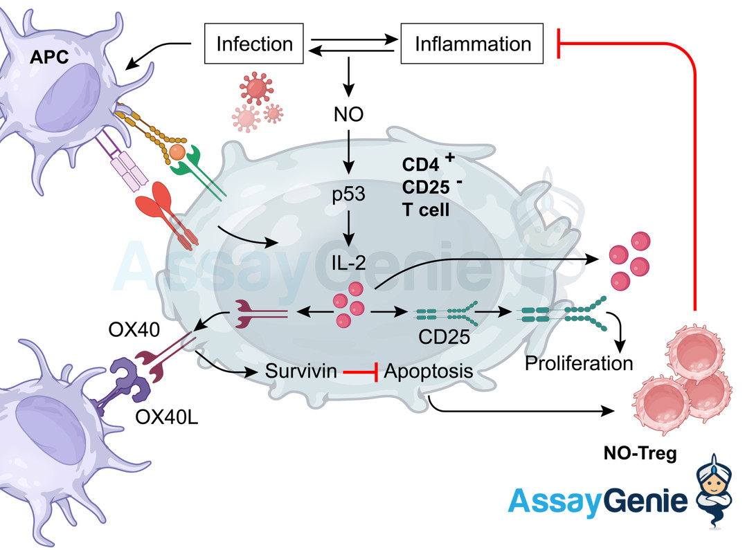 CD25 Marker