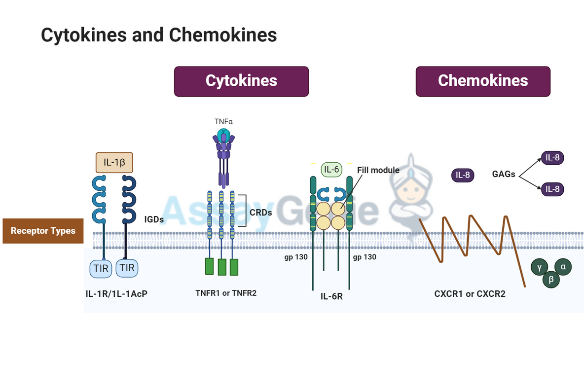 Chemokines versus Cytokines: A Detailed Comparative Study