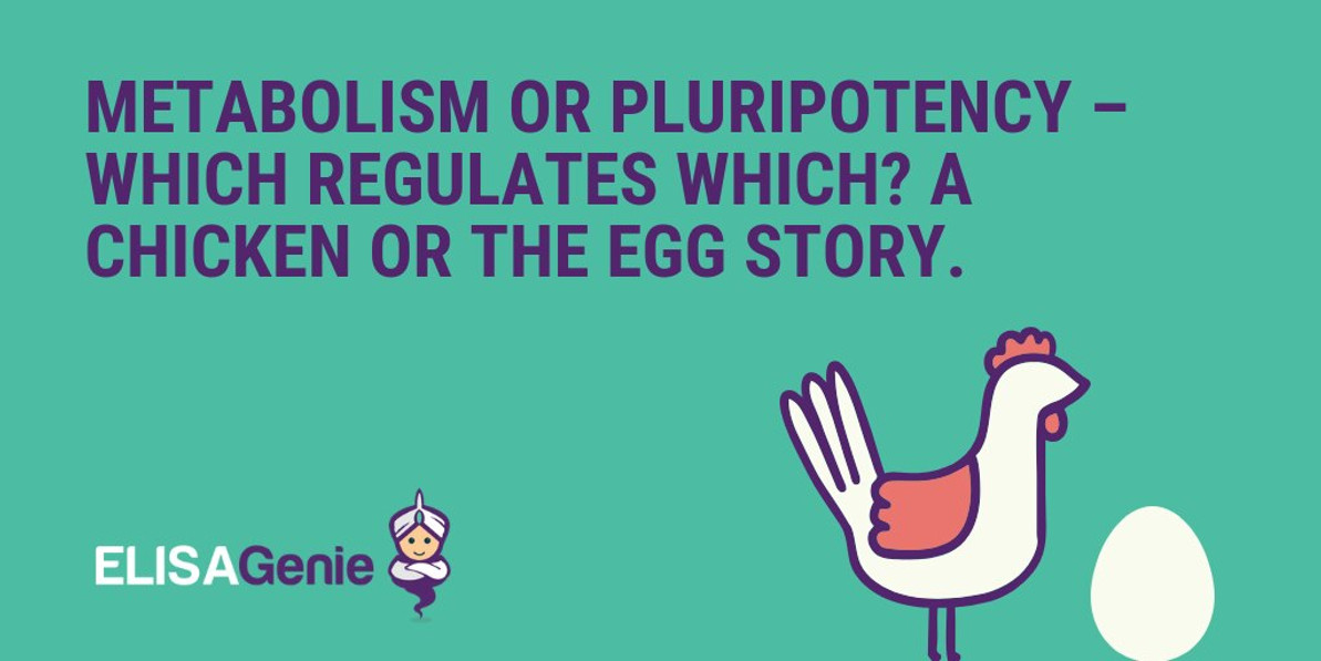 Metabolism or pluripotency – which regulates which? A chicken or the egg story.