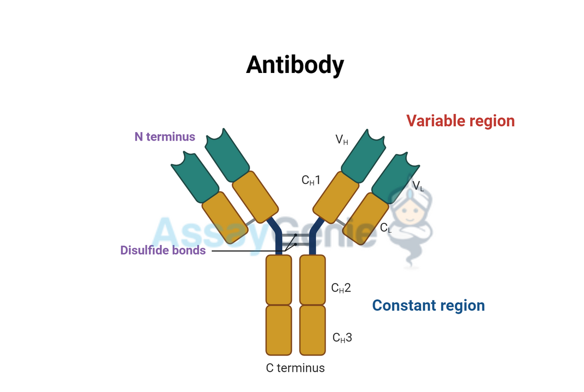 Understanding Immunoglobulin Antibodies: Structure, Function, and Types