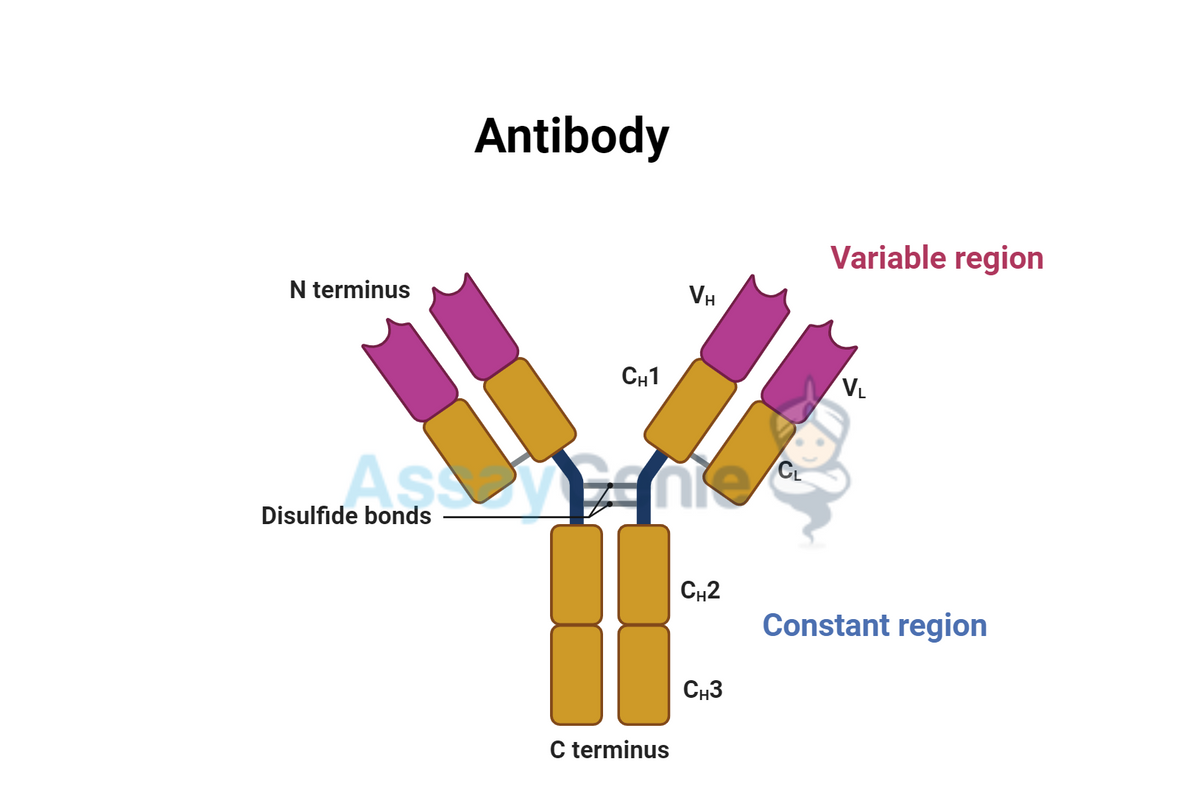 Immunoglobulin vs Antibody: Unveiling the Intricacies