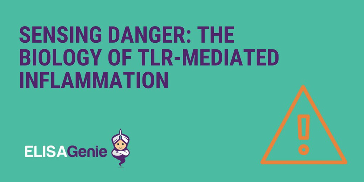 Sensing Danger: The Biology of TLR-Mediated Inflammation