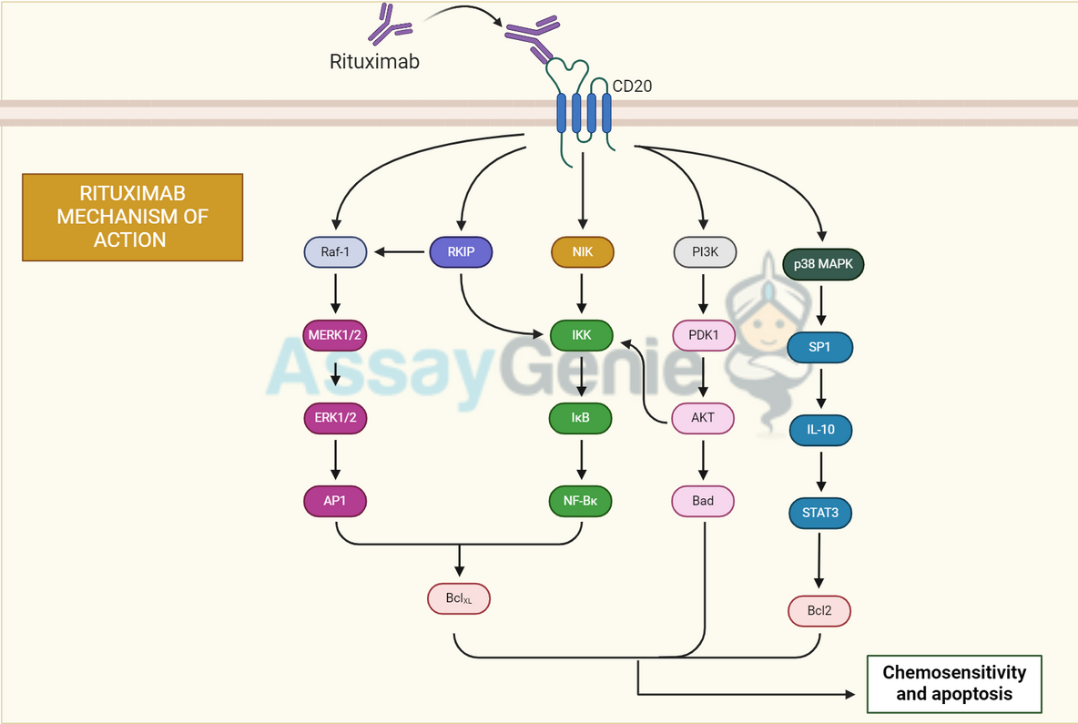 Deciphering B Cell Cancers With a Rituximab Biosimilar