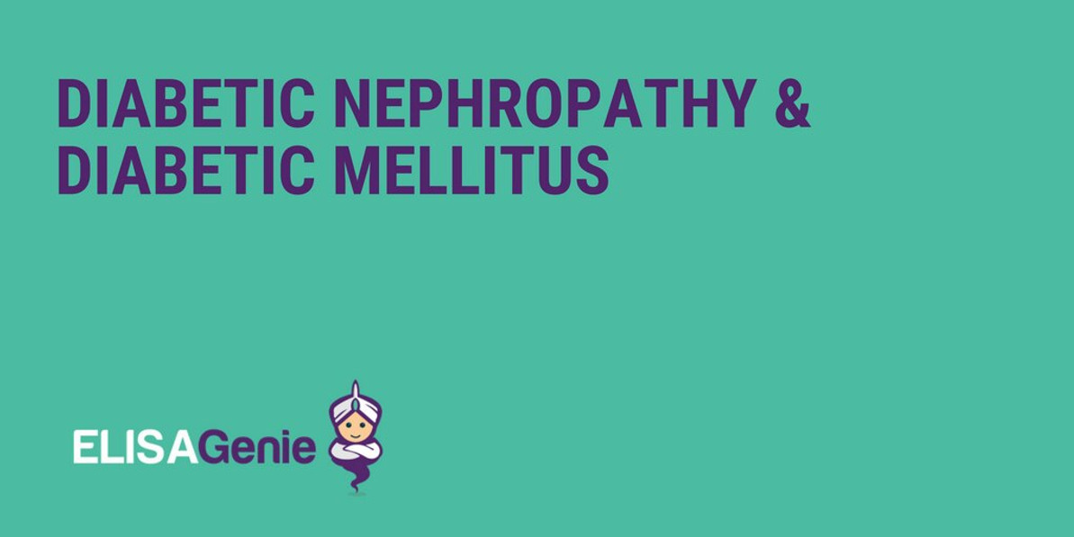 Diabetic Nephropathy & Diabetic Mellitus