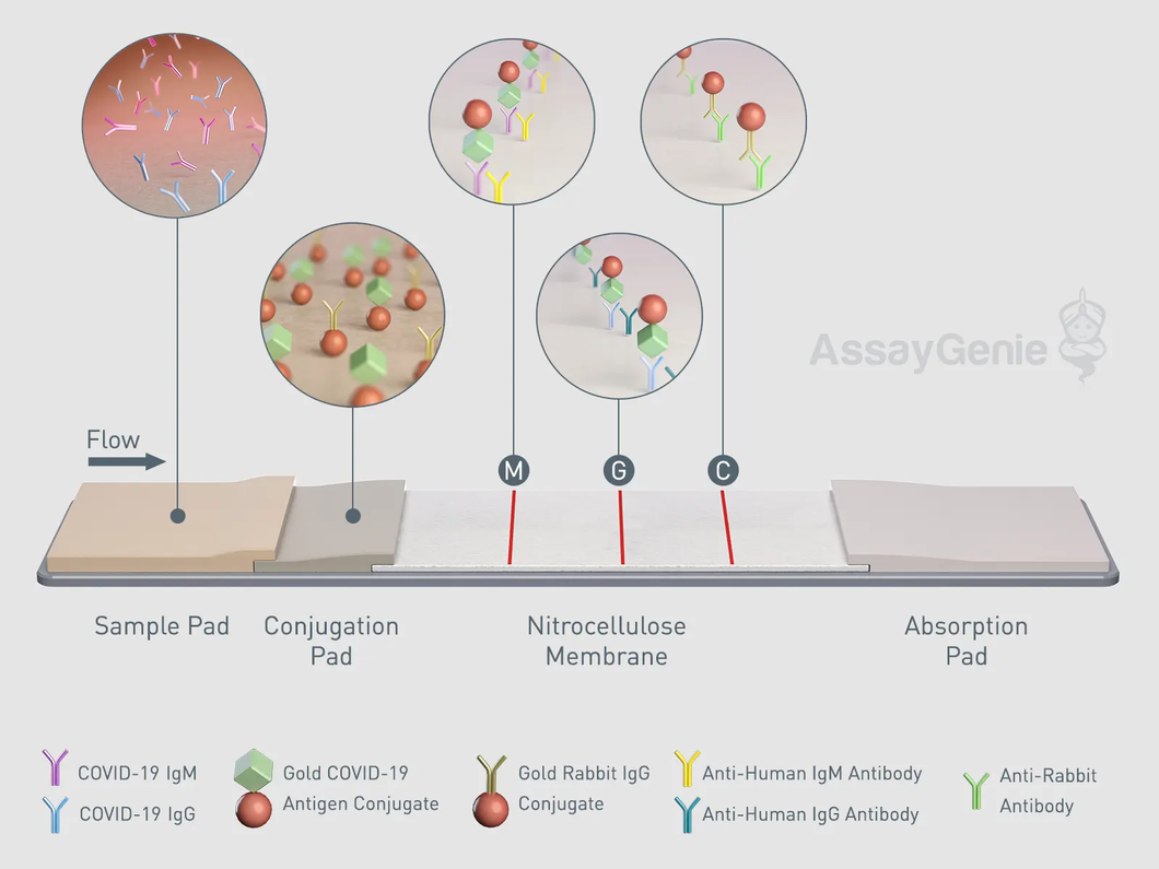 Antibody (Serology) Testing for COVID-19: Information for Patients and  Consumers