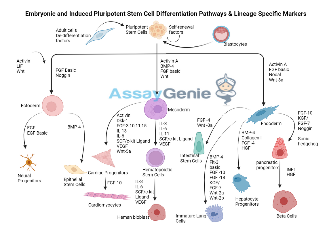 Embryonic Induced Pluripotent Stem Cell Differentiation: Pathways and Lineage-Specific Markers