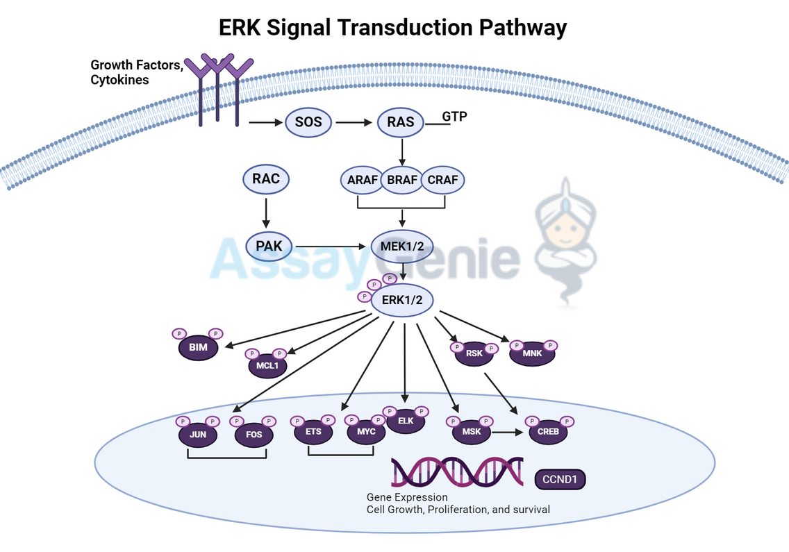 The ERK Signal Transduction Pathway: A Keystone in Cellular Communication and Response