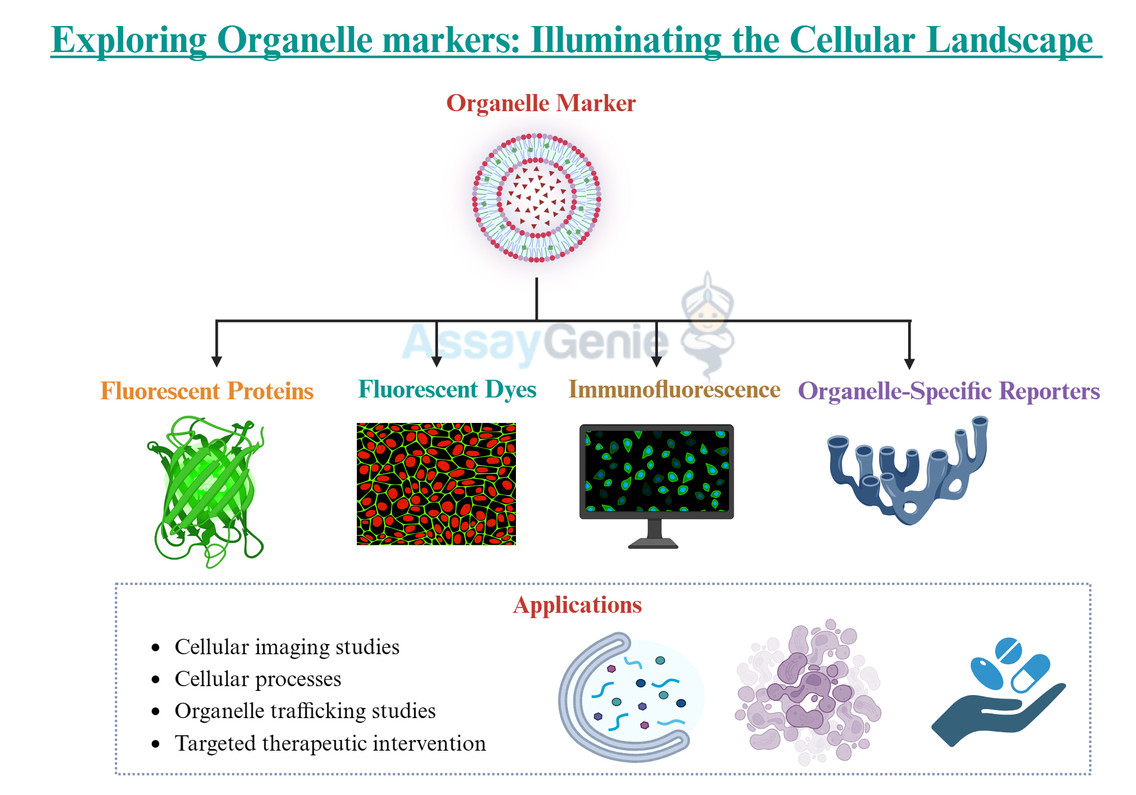 Exploring Organelle Markers: Illuminating the Cellular Landscape