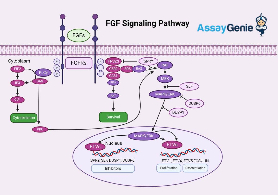 FGF Signaling Pathways: Unraveling the Complexities