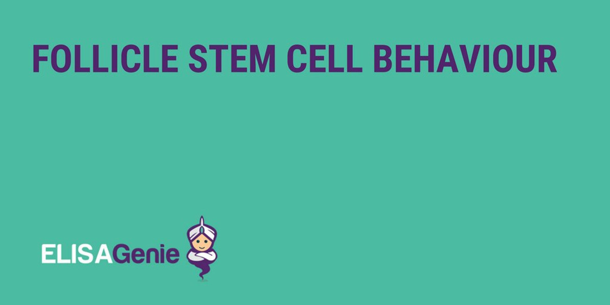 Follicle Stem Cell Behaviour