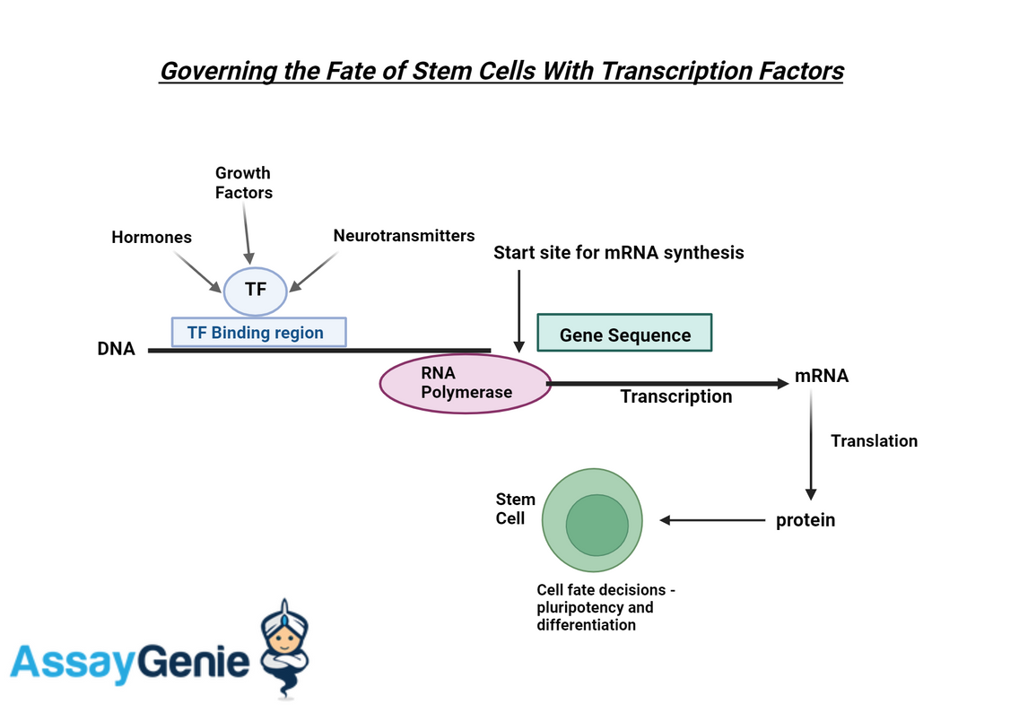 Governing the Fate of Stem Cells With Transcription Factors