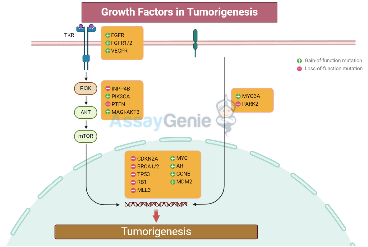 Growth Factors Can Cooperate to Promote Tumorigenesis
