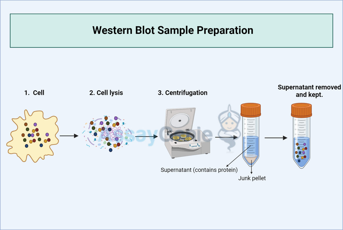 Guide to Western Blot Sample Preparation