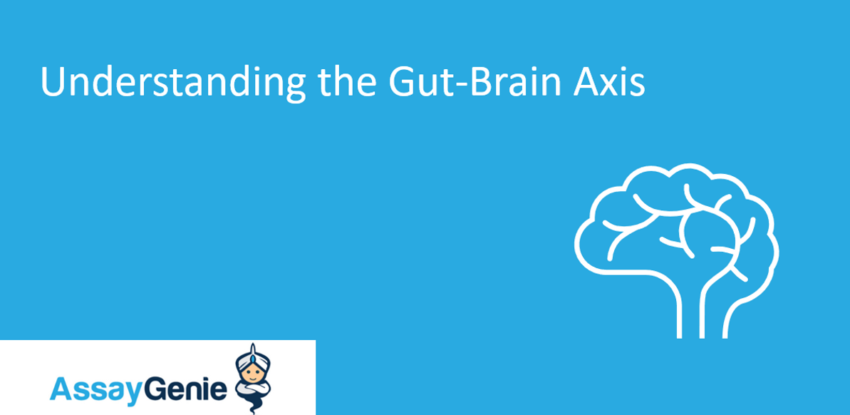 Understanding the Gut-Brain Axis