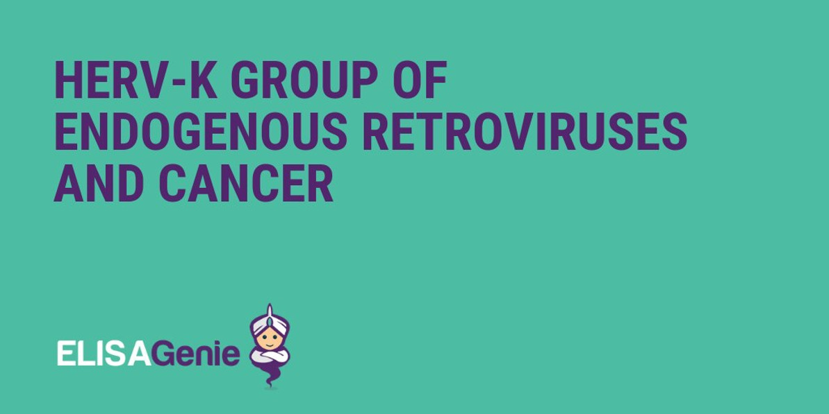 HERV-K group of endogenous retroviruses and cancer