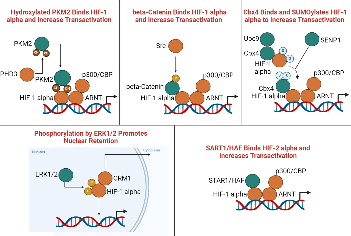 Unlocking Cellular Adaptation: The HIF Enhancer Pathway and Its Implications in Hypoxia Response