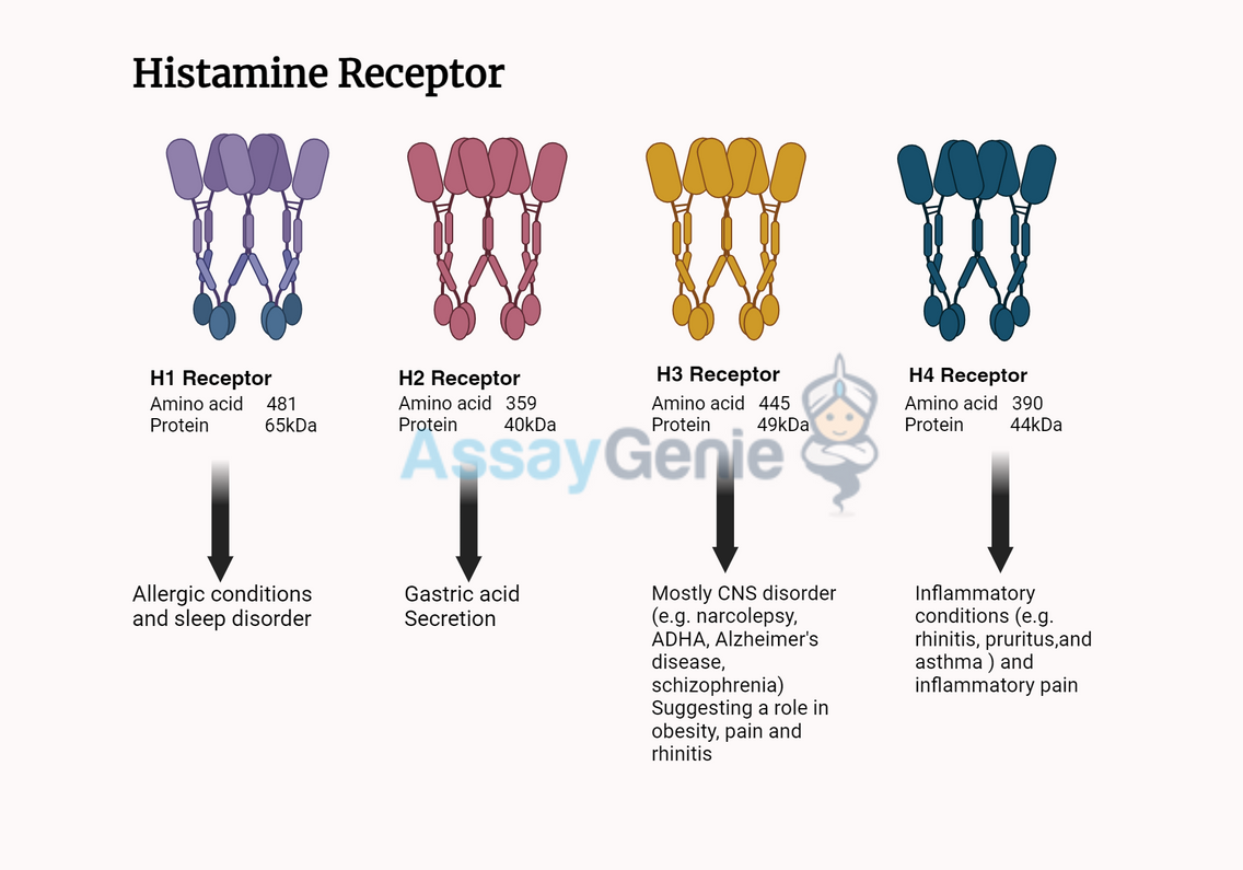 Histamine Receptors: Gatekeepers of Immunological and Neurological Responses