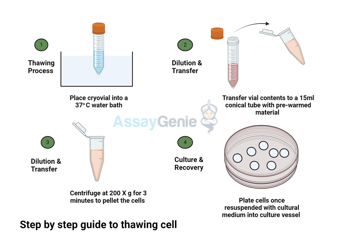 How to Thaw Cells: Best Practices for Cell Culture Success