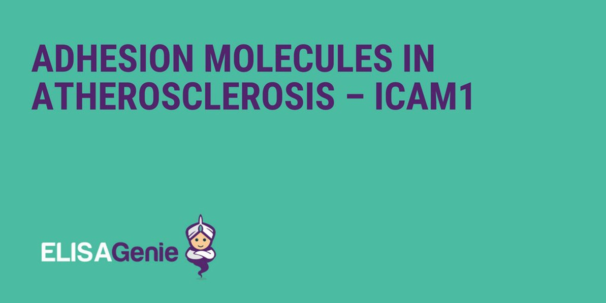 Adhesion molecules in atherosclerosis – ICAM1