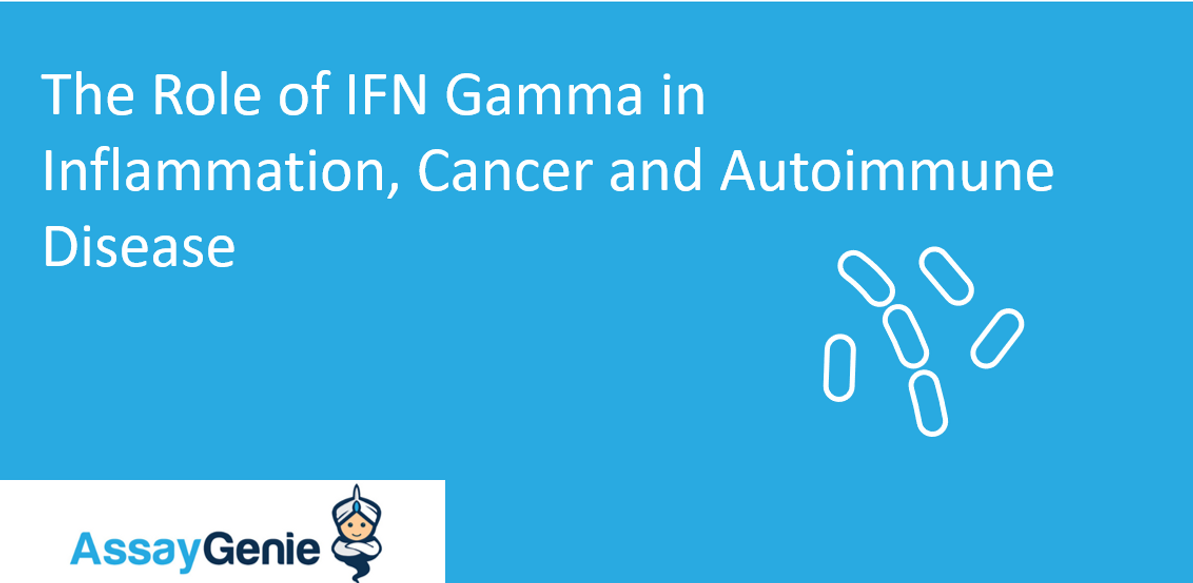 The role of IFN gamma in inflammation, cancer and autoimmune disease