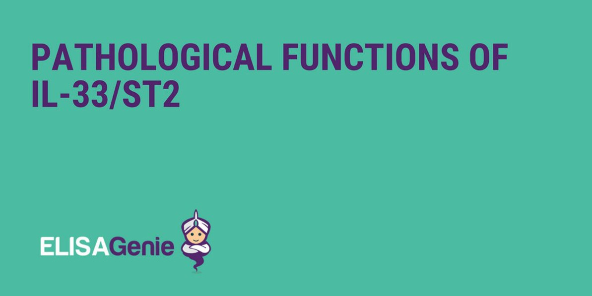 Pathological functions of IL-33/ST2 in IBD and Cancer