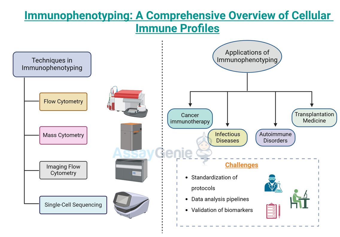 Immunophenotyping: A Comprehensive Analysis of Cellular Immune Profiles