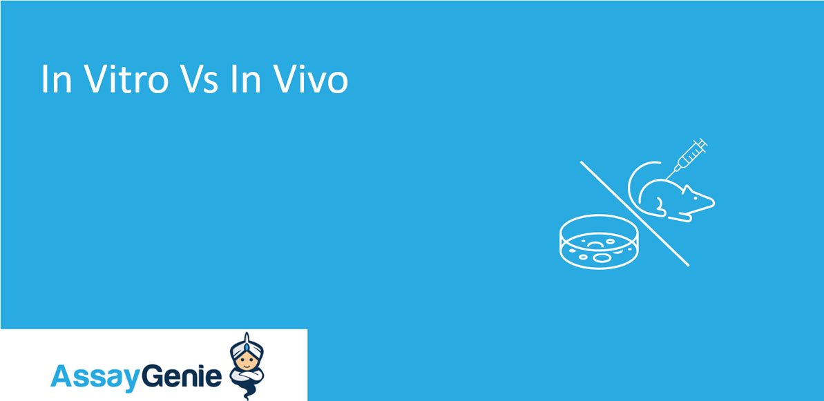 In Vivo vs In Vitro: Definition, Pros and Cons