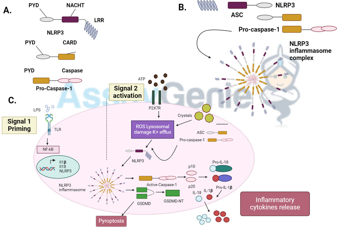 Inflammasome Activation Pathways: A Comprehensive Overview