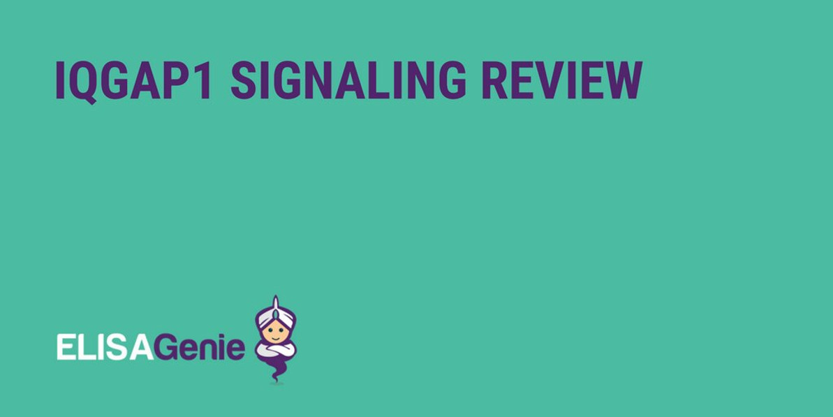 IQGAP1 signaling review