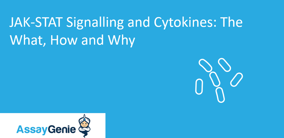 JAK-STAT Signalling and Cytokines: The What, How, and Why