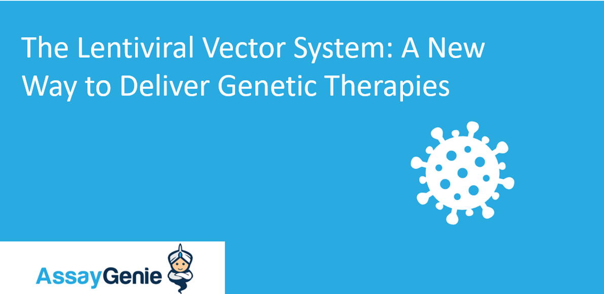 The Lenti Viral Vector System: A New Way to Deliver Genetic Therapies