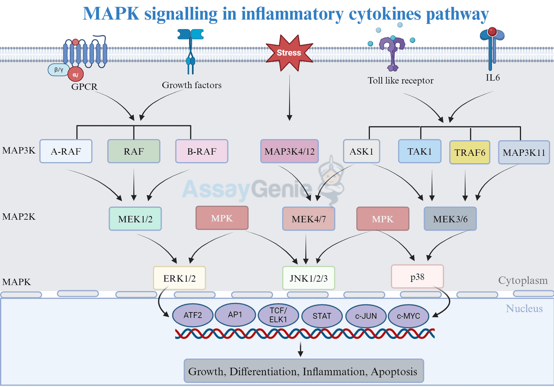 MAPK Signaling In Cytokines Pathways Assay Genie Mapk Signalling In Cytokines Pathway 
