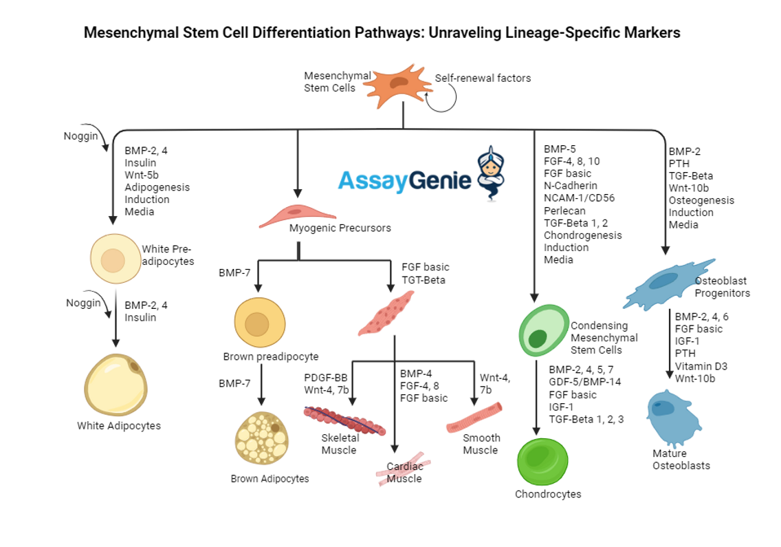 Mesenchymal Stem Cell Differentiation Pathways: Unraveling Lineage-Specific Markers