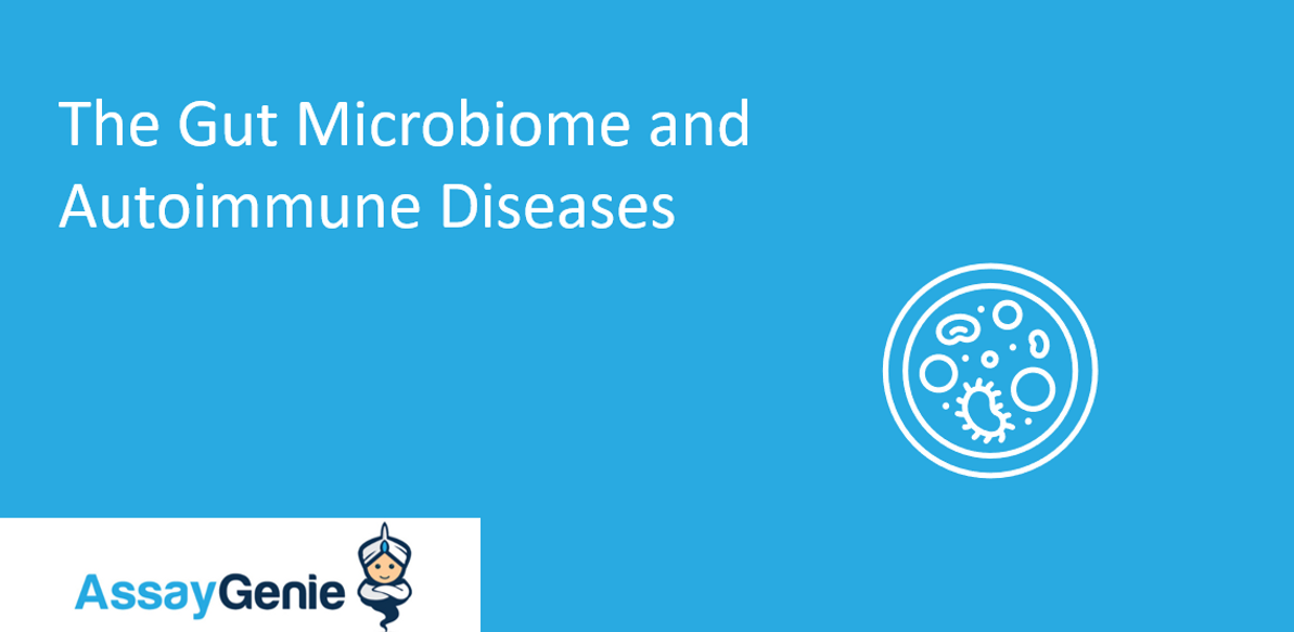 The Gut Microbiome and Autoimmune Diseases: How Gut Bacteria Influence Immune Response