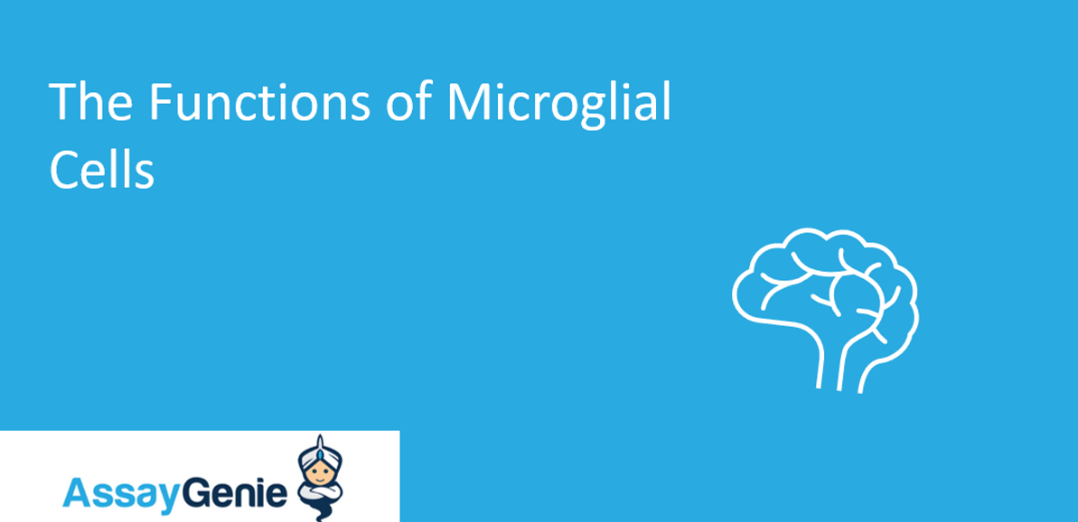 The Functions of Microglial Cells & Their Role in Neurodegenerative Disorders