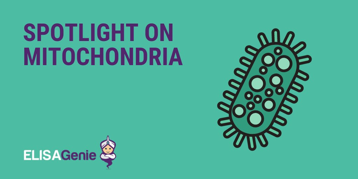 Spotlight on Mitochondria