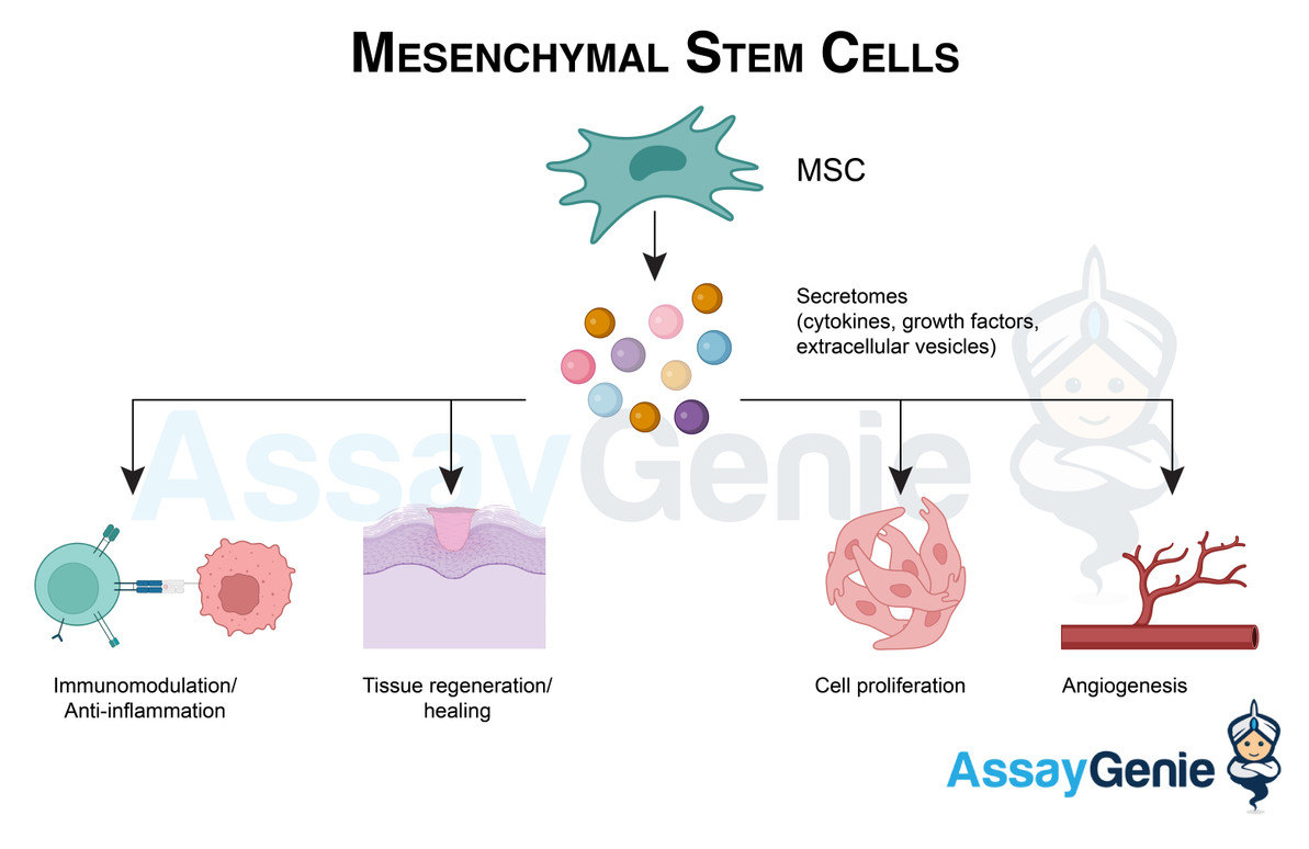 Mesenchymal Stem Cells: Navigating the Frontiers of Regenerative Medicine -  Assay Genie