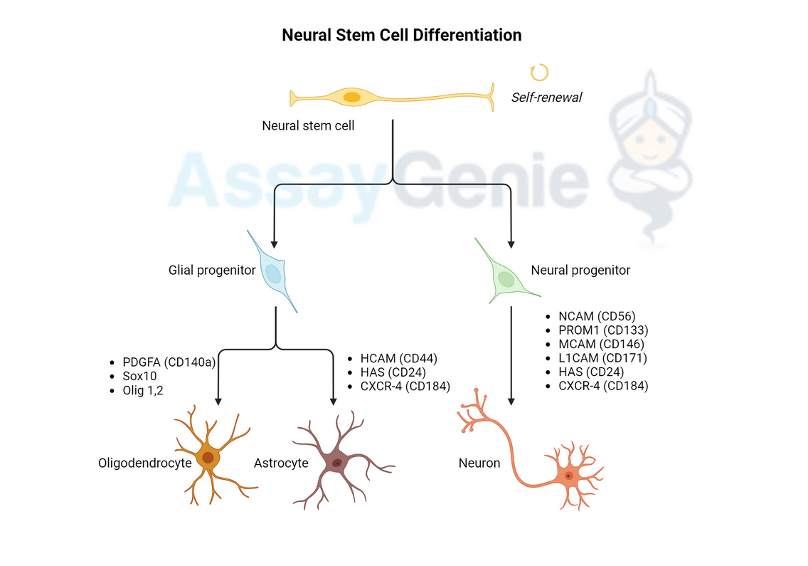 Neural Stem Cell Differentiation: Pathways and Lineage-Specific Markers