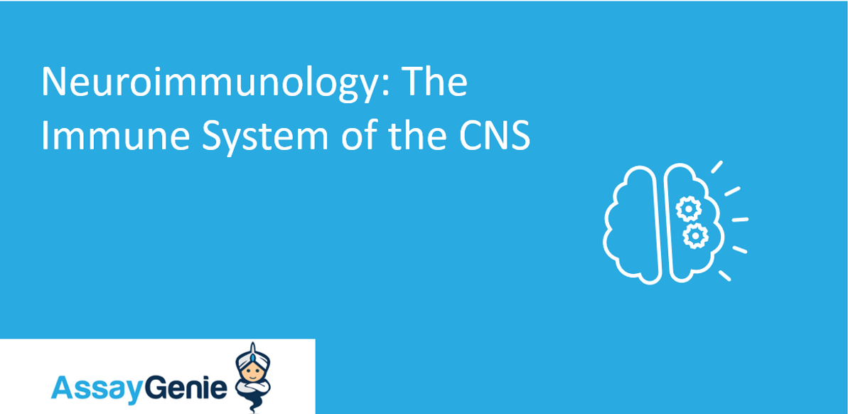 Neuroimmunology: The Immune System of the CNS