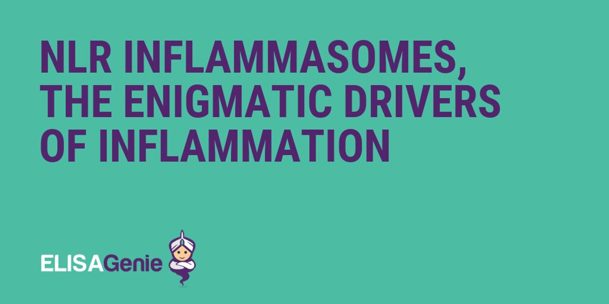 NLRP3 Inflammasome & Cytokine Secretion