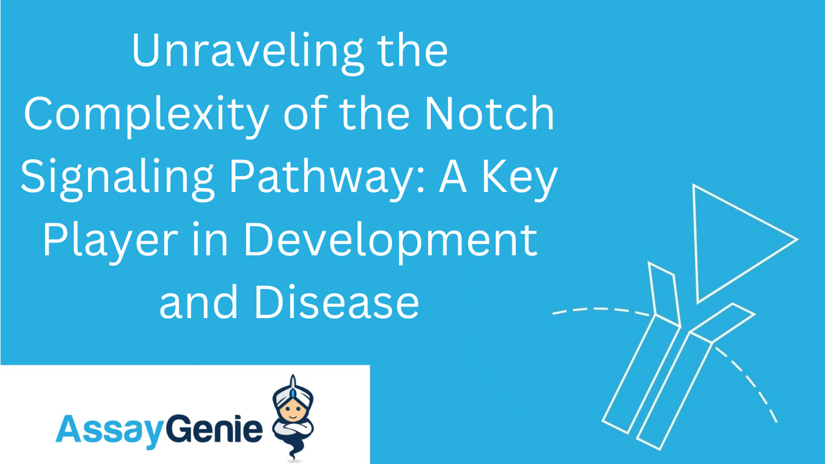 Unraveling the Complexity of the Notch Signaling Pathway: A Key Player in Development and Disease