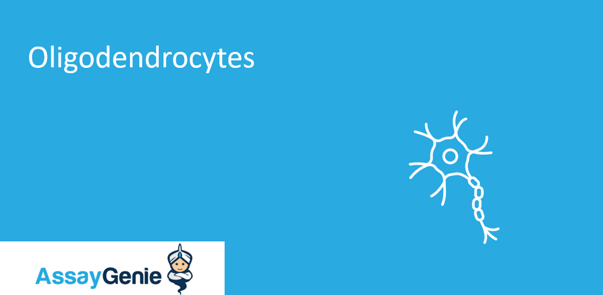 Oligodendrocytes: What  Are They?