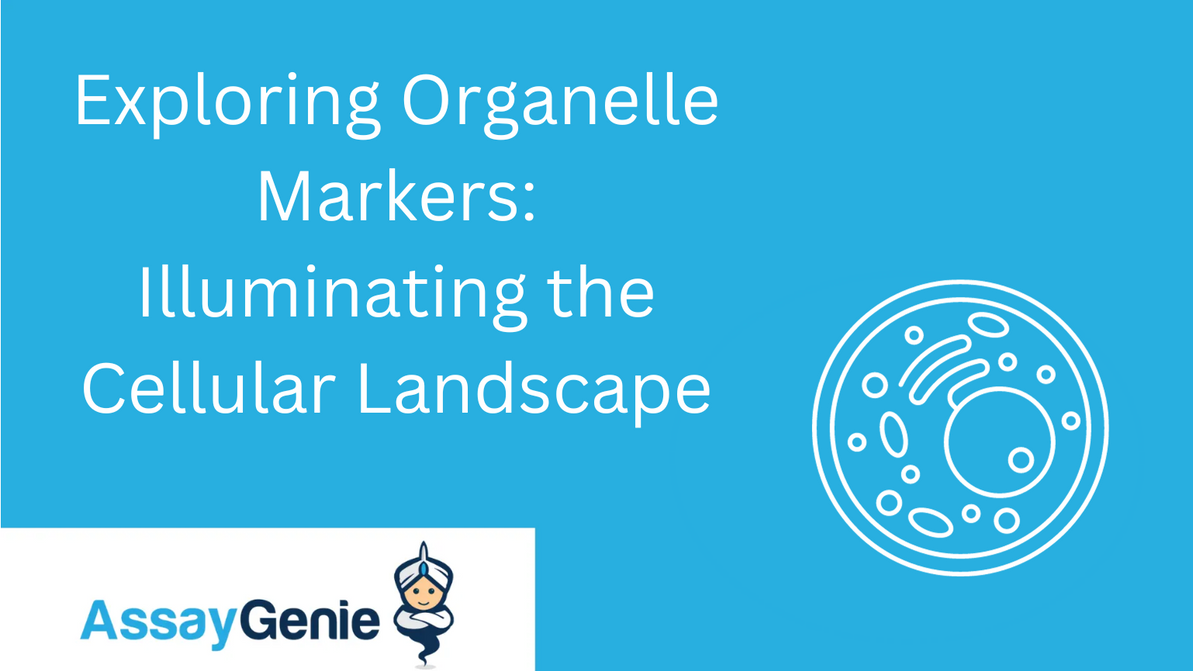 Exploring Organelle Markers: Illuminating the Cellular Landscape