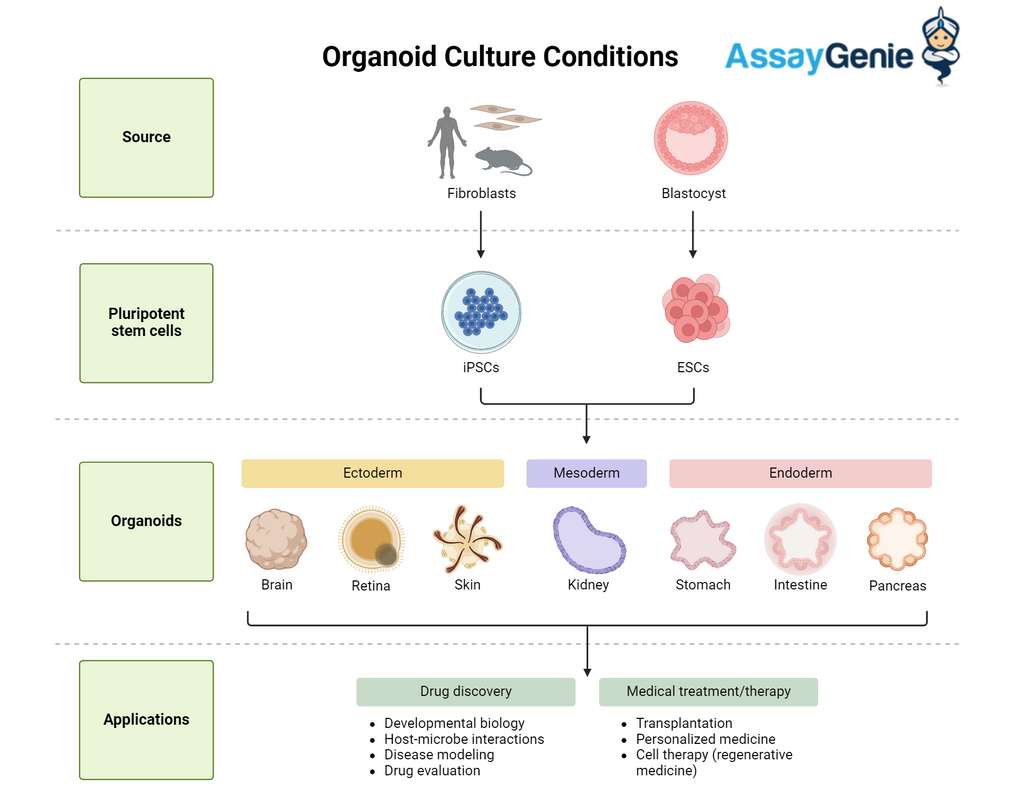 Optimizing Organoid Culture Conditions: Paving the Way for Revolutionary Advances in Biomedical Research