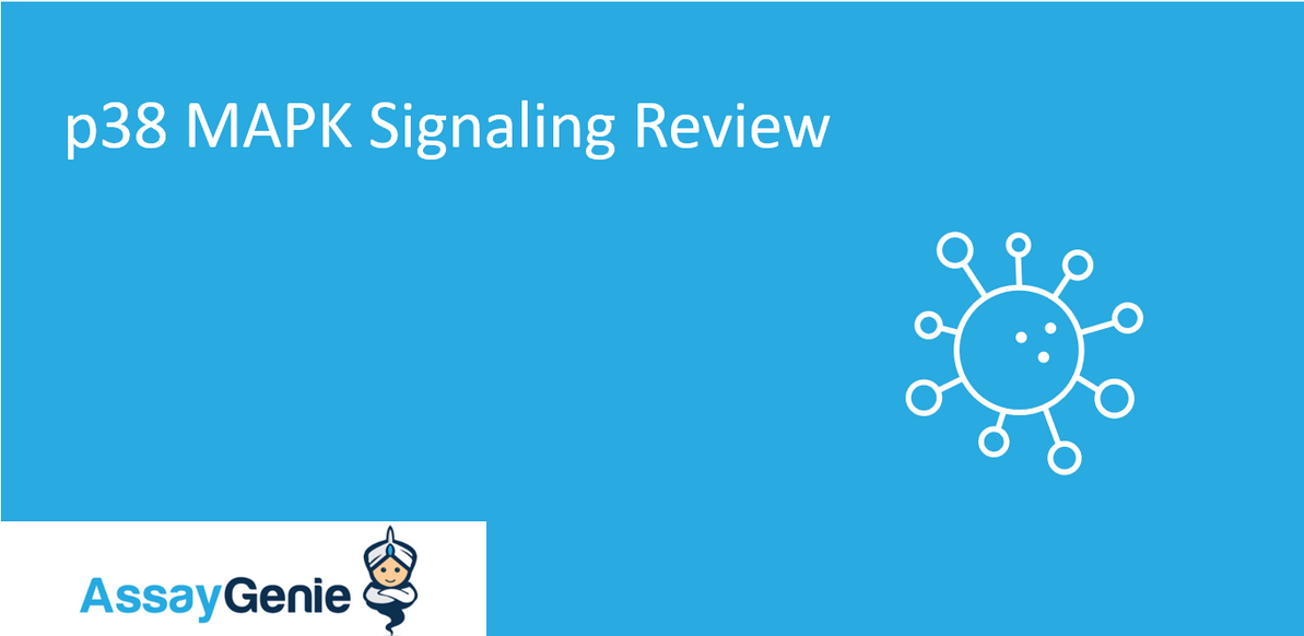 p38 MAPK Signaling Review