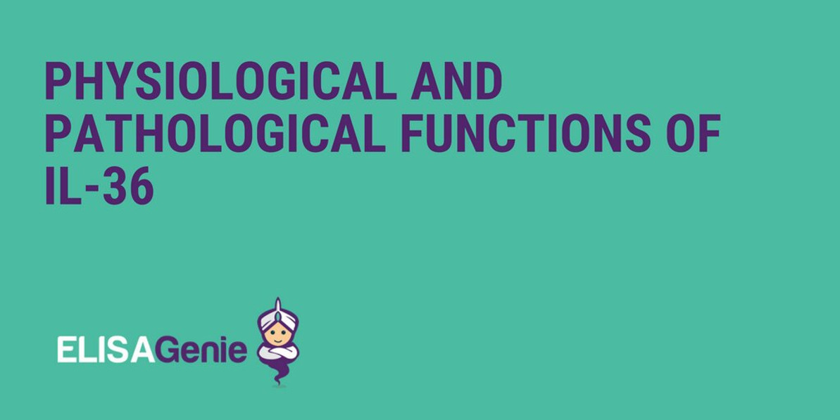 Physiological and Pathological functions of IL-36