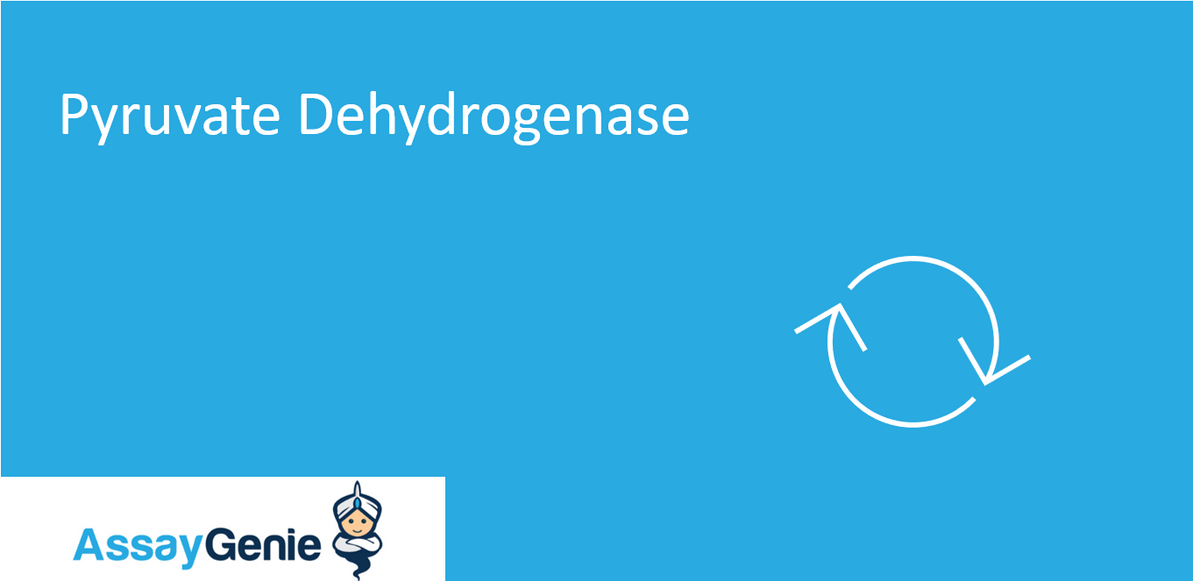 Pyruvate dehydrogenase (PDH)