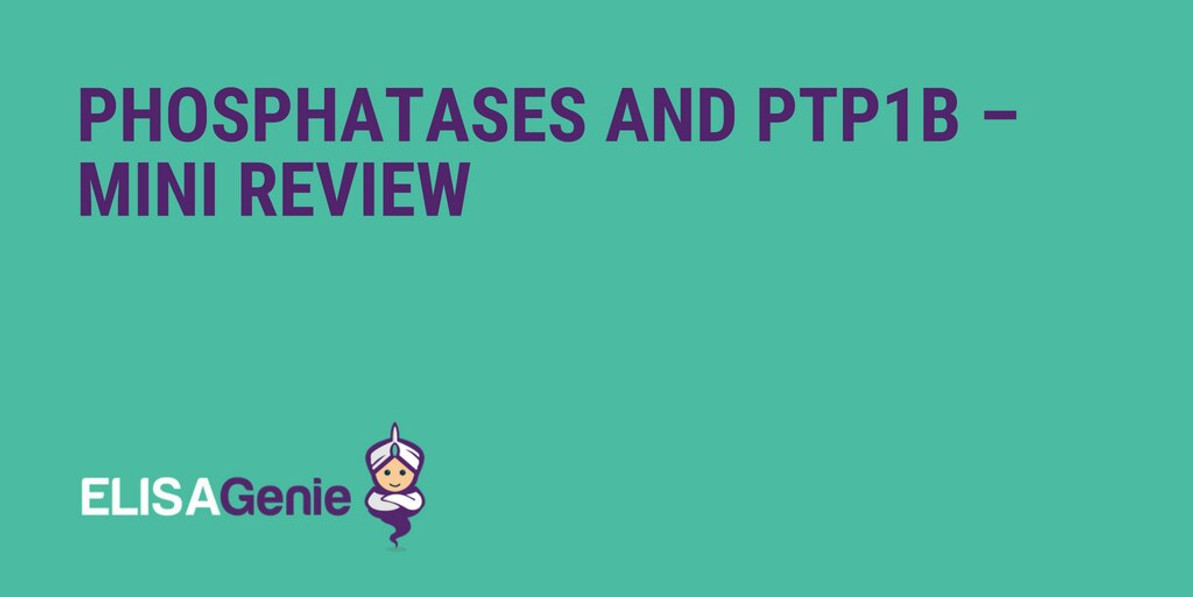 Phosphatases and PTP1B – Mini review