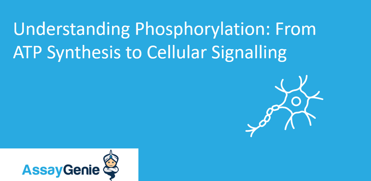 Understanding Phosphorylation: From ATP Synthesis to Cellular Signaling